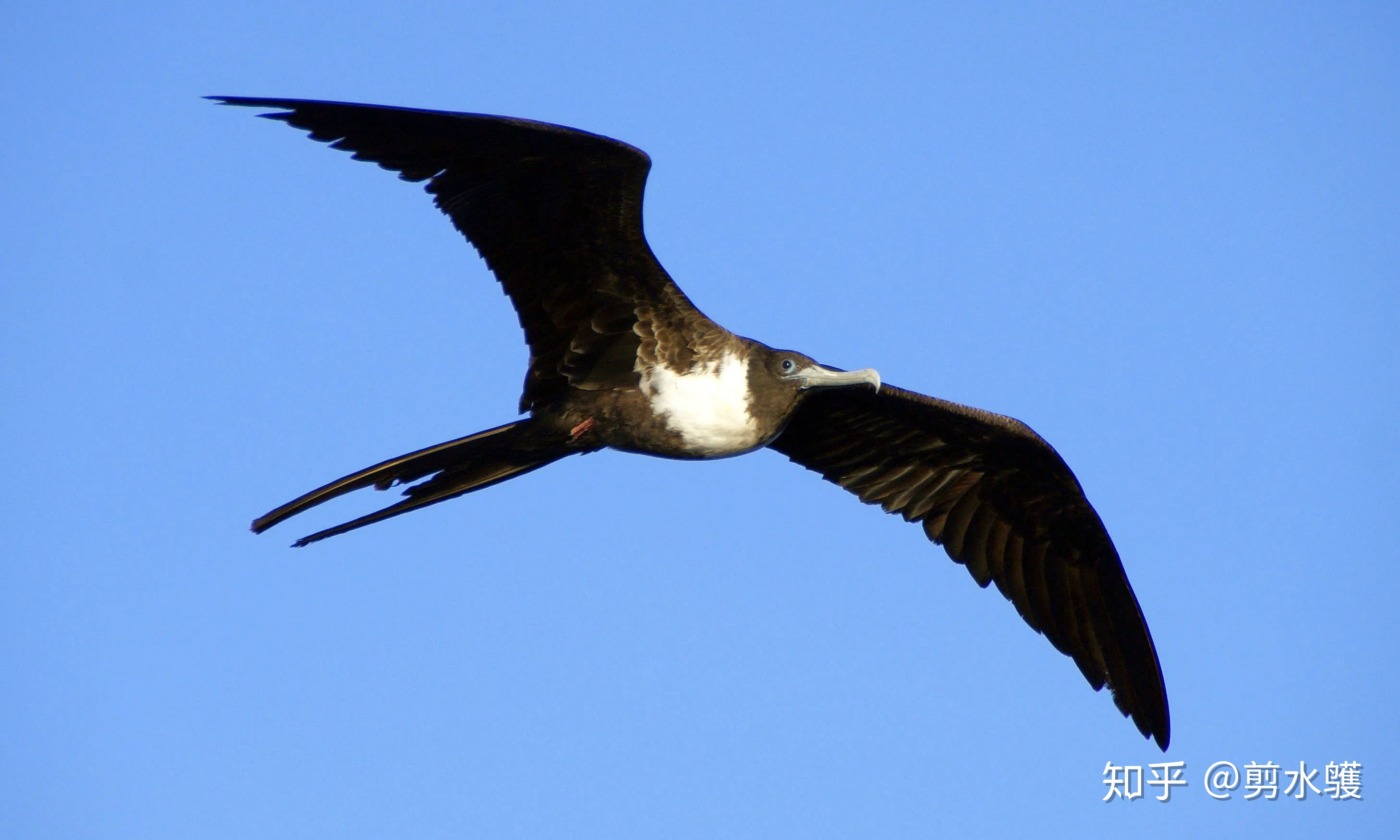唯美摄影 美丽的黄昏 自由飞翔的鸟|鸟|摄影|自由_新浪新闻