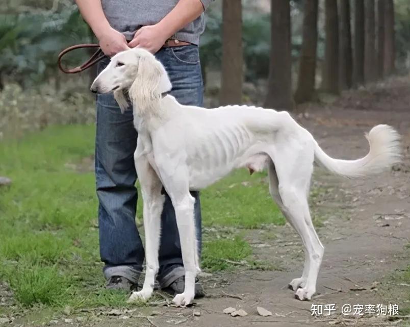 为何很少看到有人养“细犬”,这些原因太现实了! - 知乎