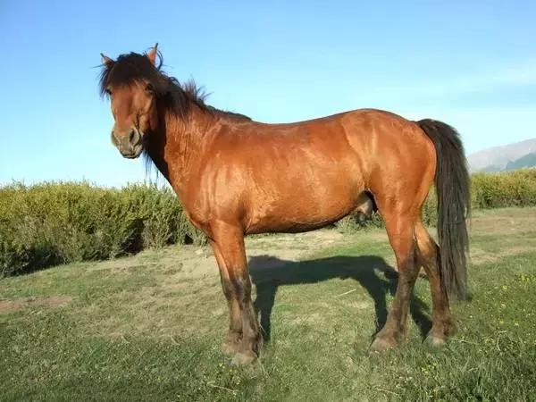 马背上历史马驮着新疆马的传奇非常棒