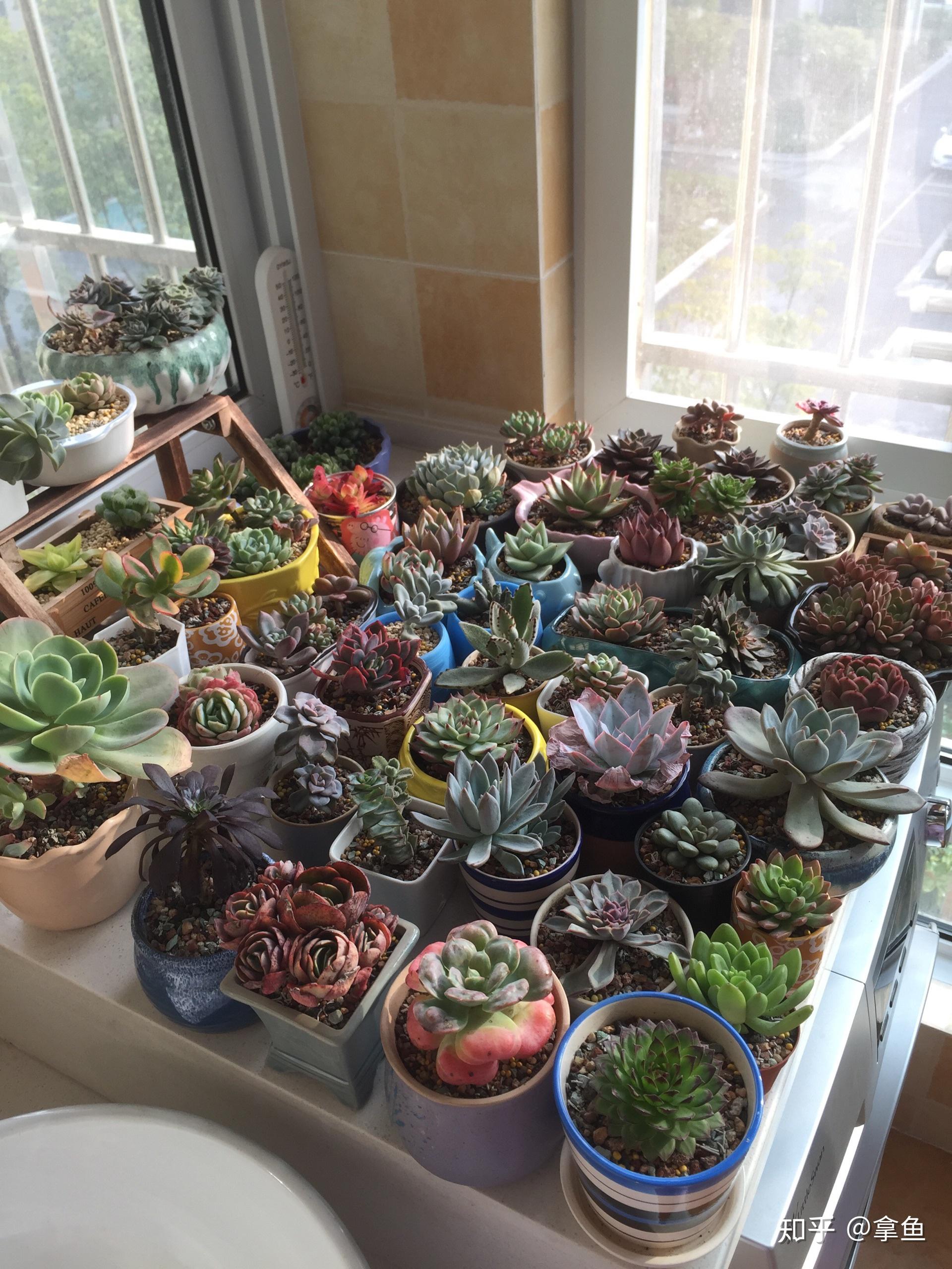 有哪些好看好养的多肉新手入坑应该养哪些