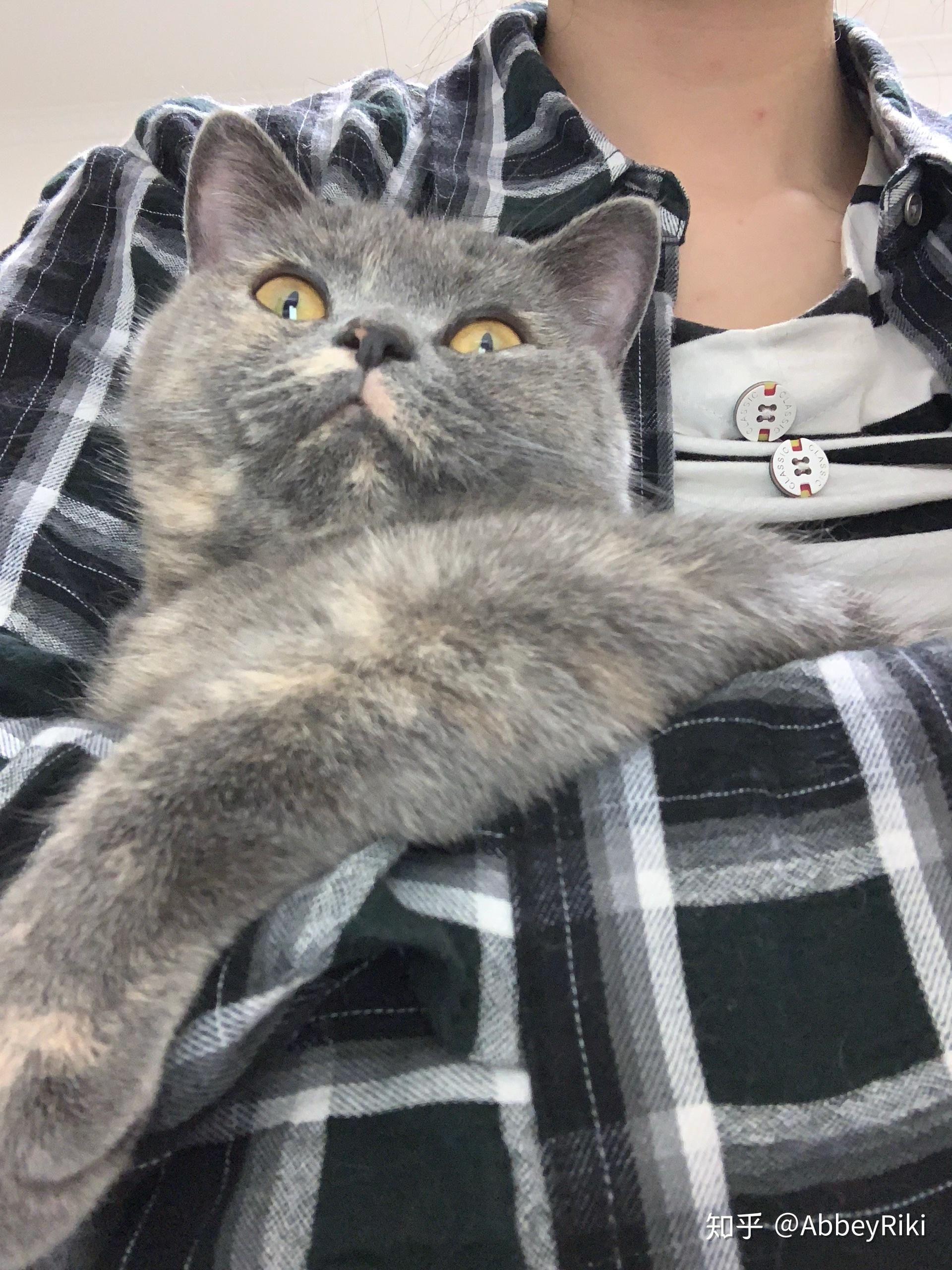 有没有好看的蓝乳色英短的图呀?