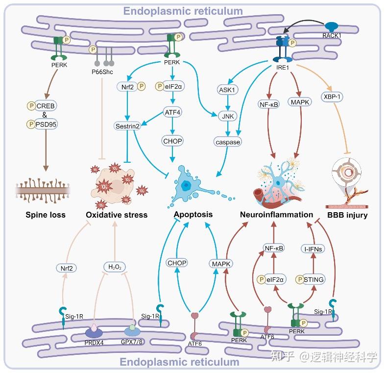 celldeathdis综述苏州大学附属第一医院王中团队评述内
