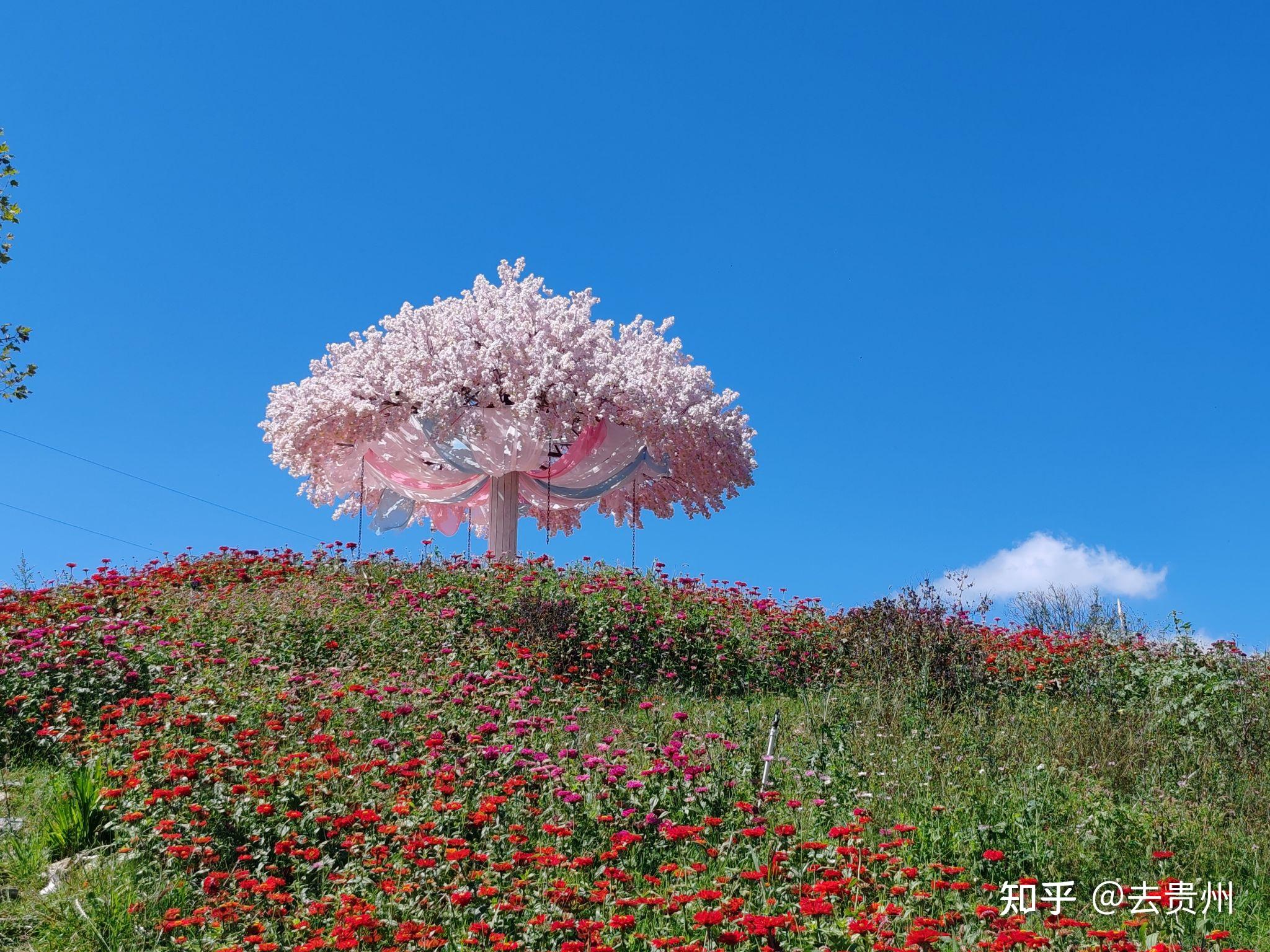 高坡云顶草原花海图片