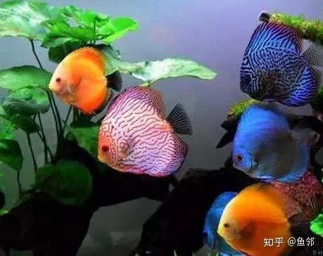 十种离奇死亡的观赏鱼你一定碰到过