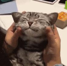 猫咪超爱！铲屎官必备撸猫手法#宠物百科- 知乎