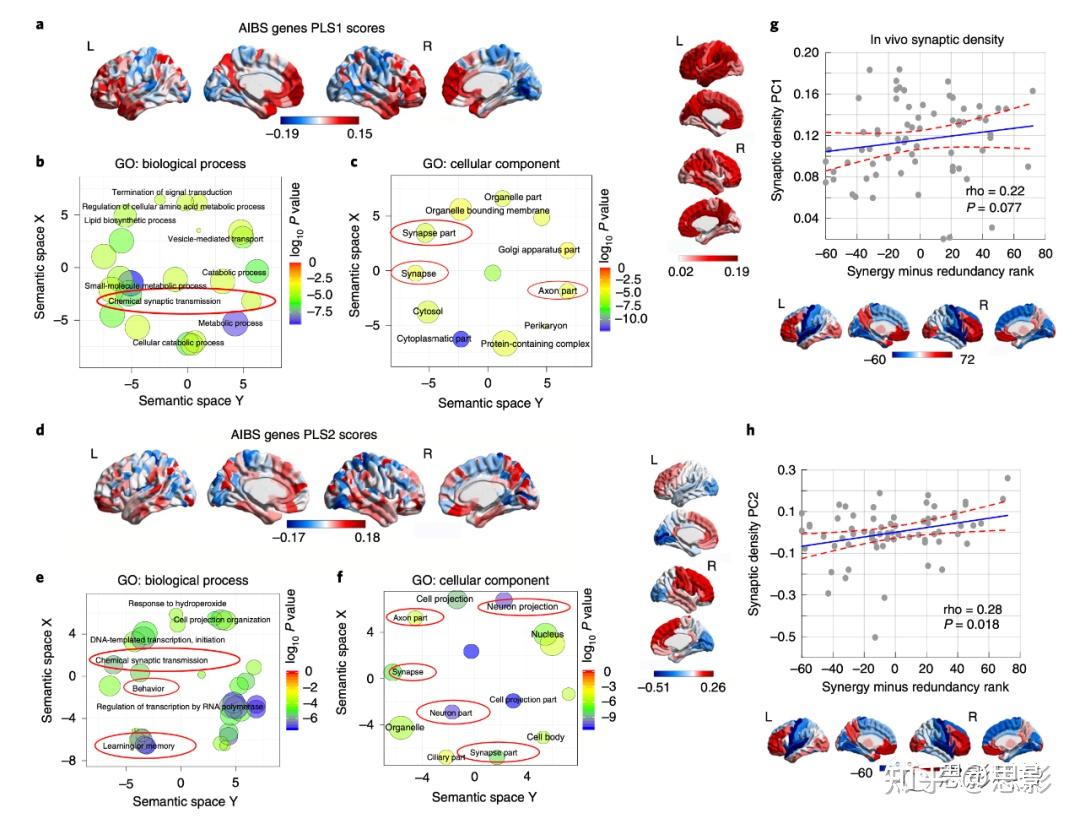 Nature Neuroscience：人类大脑进化与认知中的协同 - 知乎