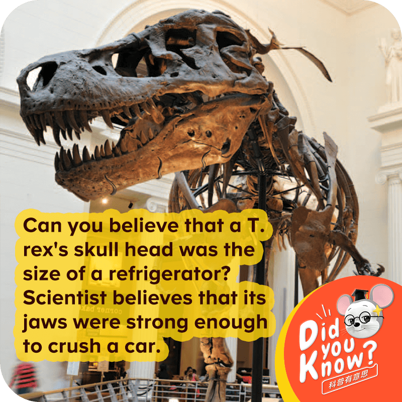 英语科普有意思万万没想到霸王龙有这么能吃