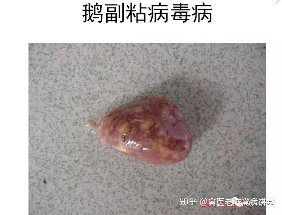 鹅副黏病毒真难治最怕混感手把手教你判断鹅副黏病毒