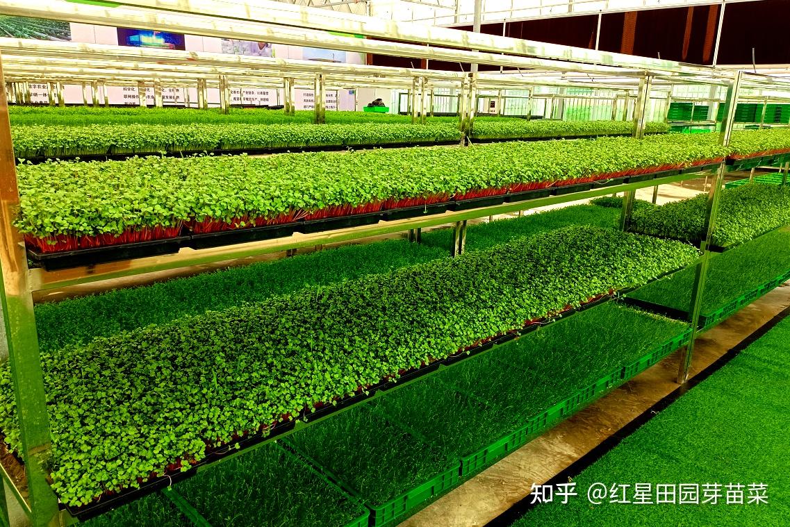 山东红星田园是集技术设备研发推广于一体的智能化新型农业企业