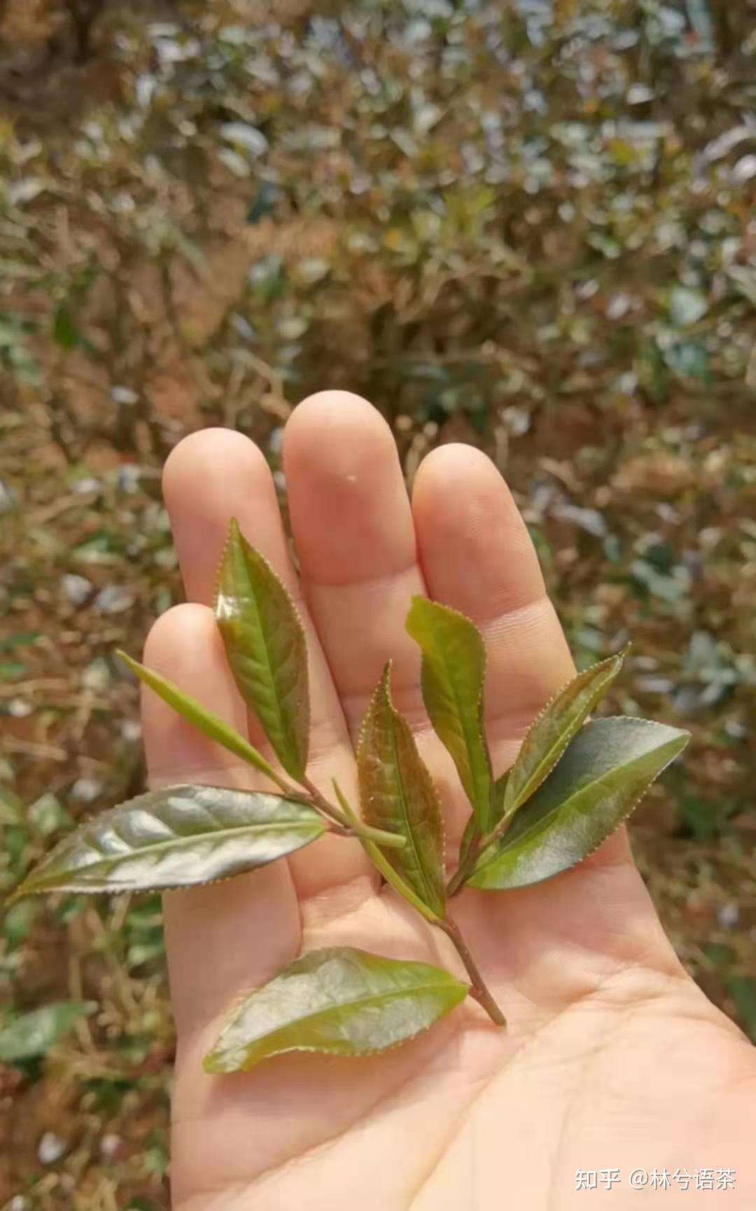 被发现不超过40年的紫娟茶到底有哪些神奇之处