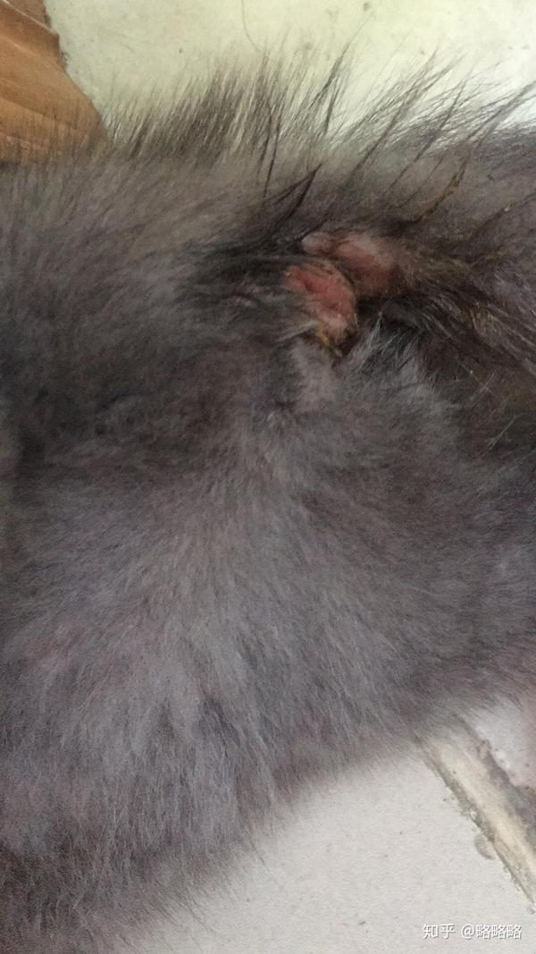 猫咪拉肚子肛门红肿漏屎怎么了啊
