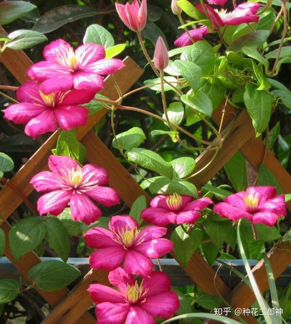 藤本皇后铁线莲图鉴