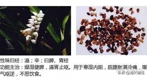 史上最全中草药图谱(附主治功效)! - 知乎