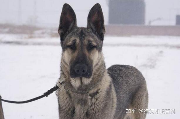 自从养了狼青犬,就不想养其它狗狗了! - 知乎