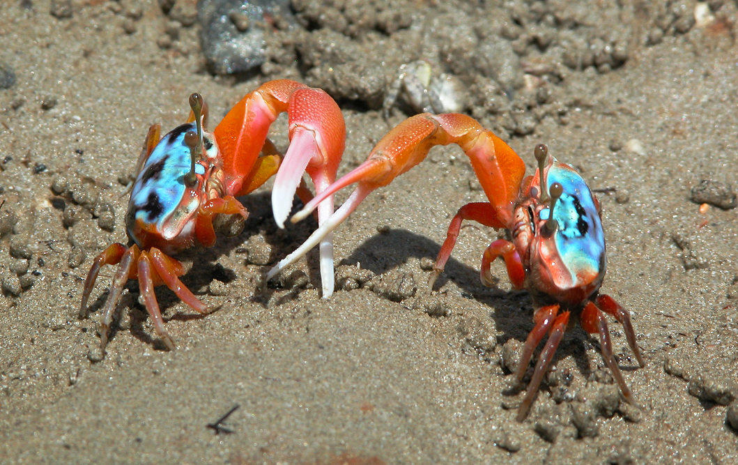 动物篇(16)·节肢动物门·甲壳亚门(下)