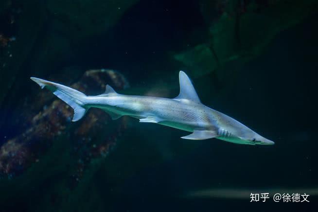 490万头鲨鱼变身佛系,吃素戒荤腥或影响海底生态系统! 