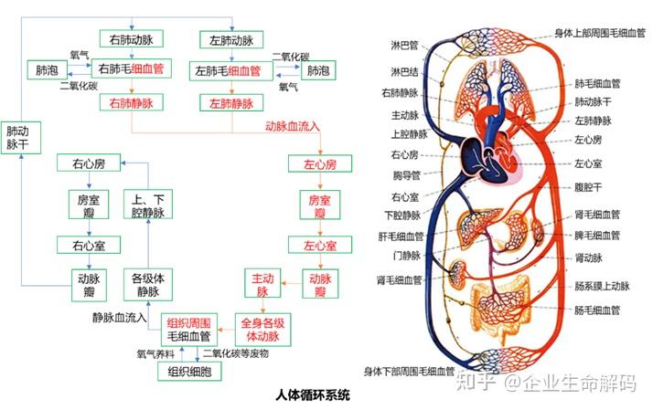 人体四大循环八大系统图片