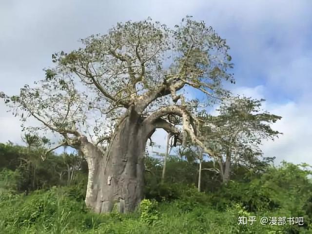 面包树三部曲千回百转的爱原来是她挣扎后的领悟