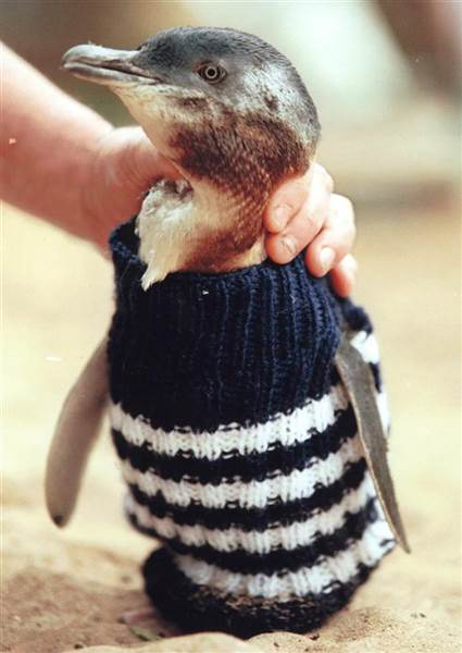 人家真的是叫小蓝企鹅没有在卖萌的