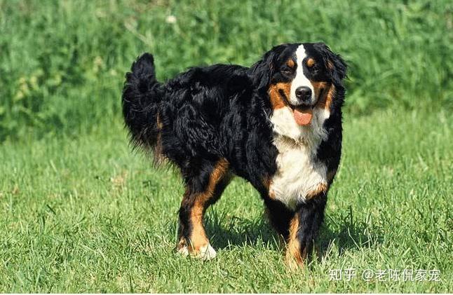 看家护院小能手最优秀的8种护卫犬你家有吗