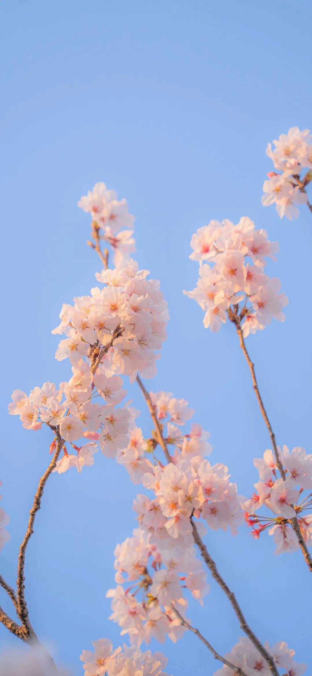 春季樱花图片高清iPhone手机壁纸_手机壁纸_mm4000图片大全