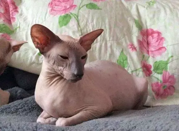 彼得秃猫可能大家对东斯基猫比较陌生,但是看图片的话可能就有些印象