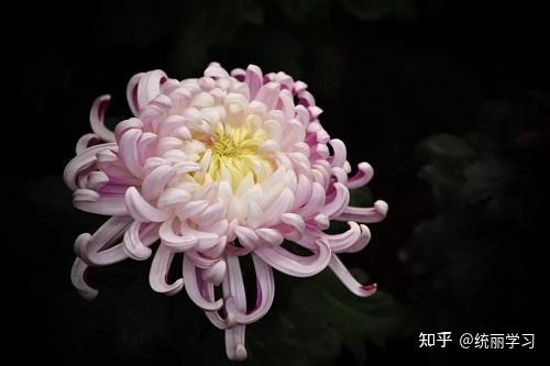 沈阳摄影学校 菊花的拍摄技巧 知乎