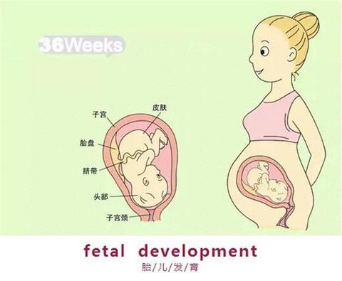 育儿说 孕晚期 怎么感觉胎动是一跳一跳的 知乎