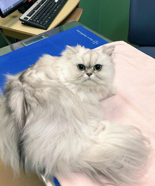 吸猫大会金吉拉猫もぐもぐ