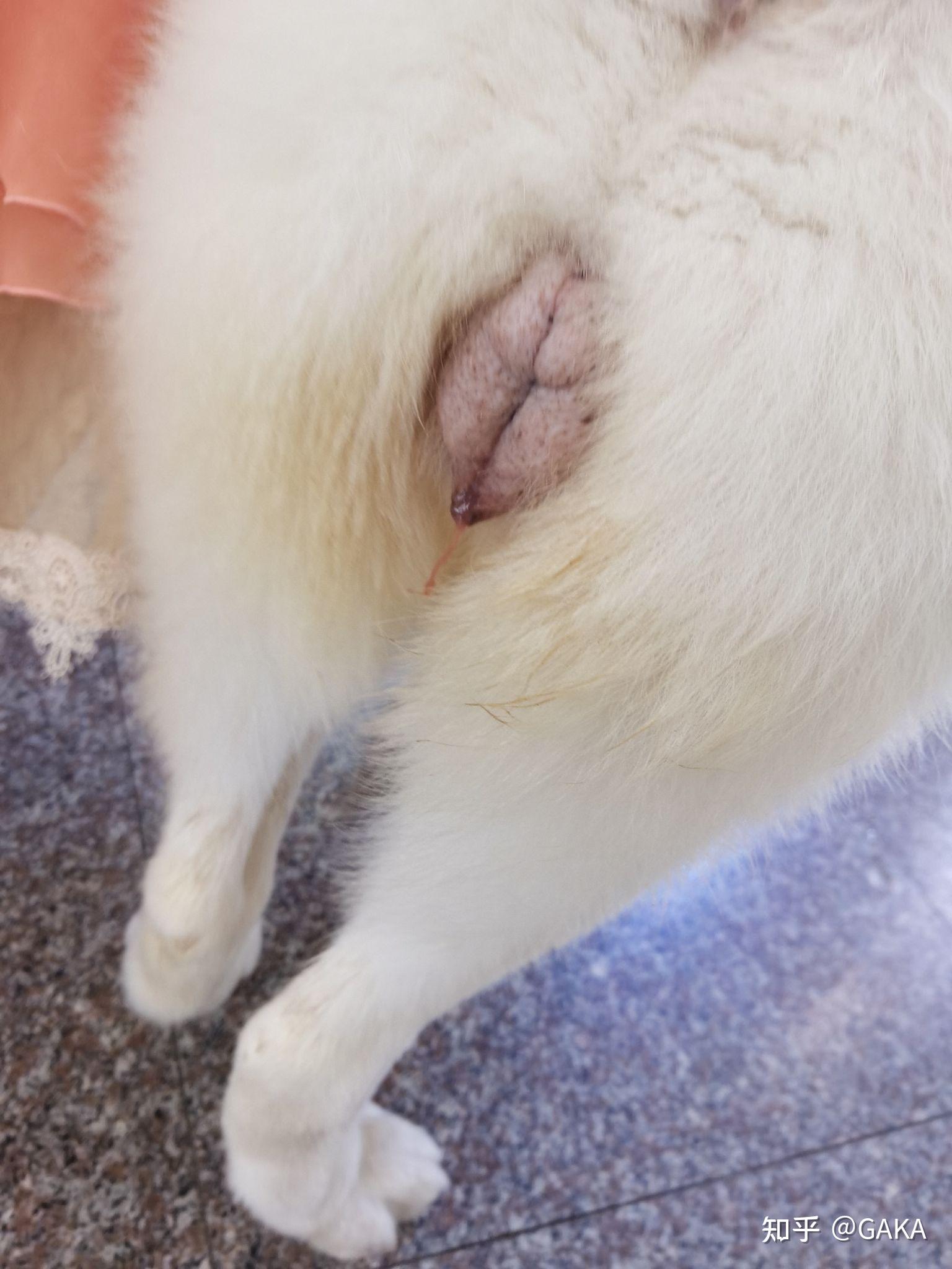 猫咪子宫蓄脓症状图片