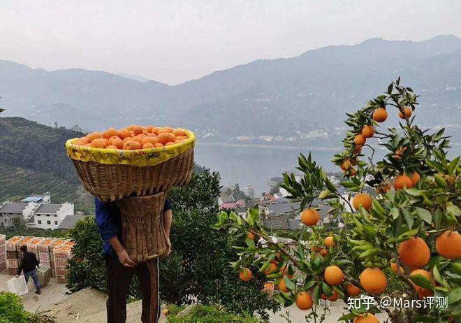 聊一聊咱家乡的水果——湖北秭归伦晚脐橙 - 知乎