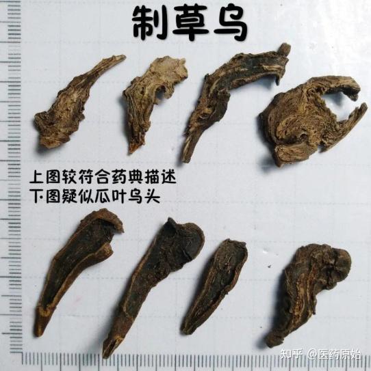 带你识别草乌 - 知乎