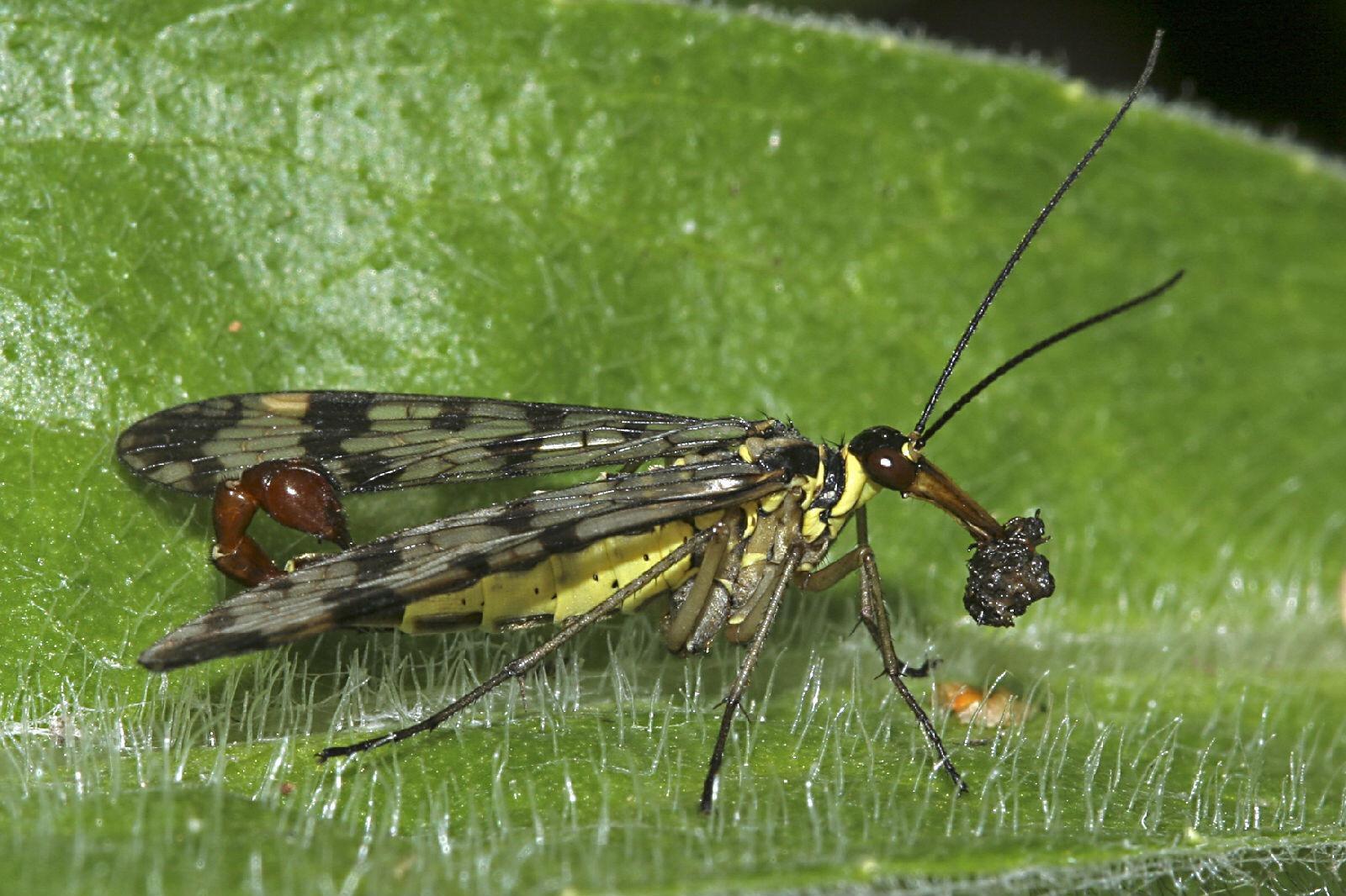 昆虫中的德鲁伊蛉