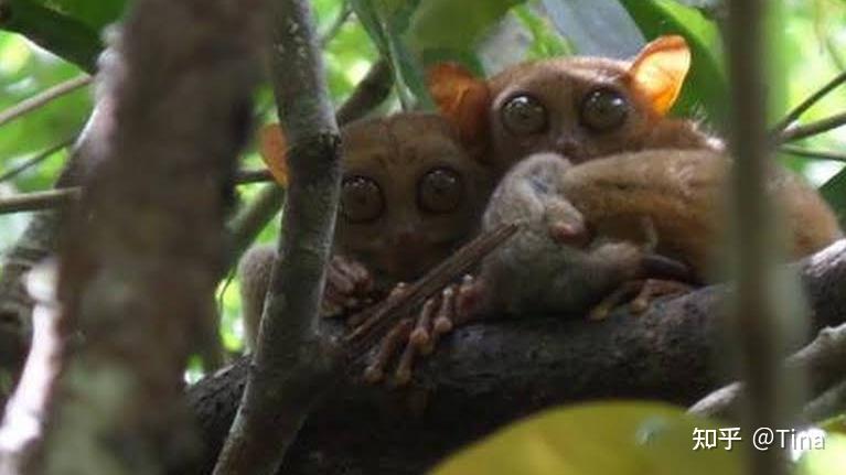 介绍菲律宾的国宝级动物