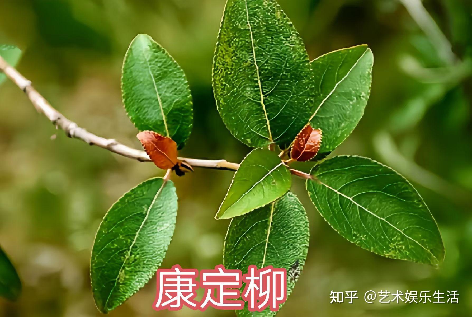 杨柳科植物有哪些 - 知乎