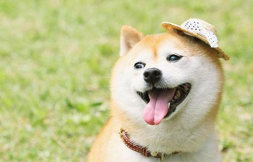 长毛柴好可爱 跟普通柴犬区别大吗 什么情况下会生出长毛柴 知乎 长毛柴好可爱 跟普通柴犬区别大吗 什么情况下会生出长毛柴 知乎