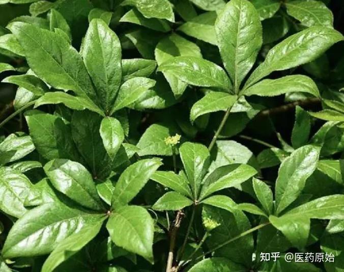 带你识别五加皮