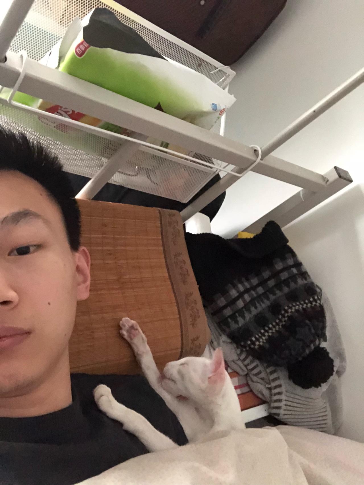 养东短(东方短毛猫)是什么体验? - 知乎