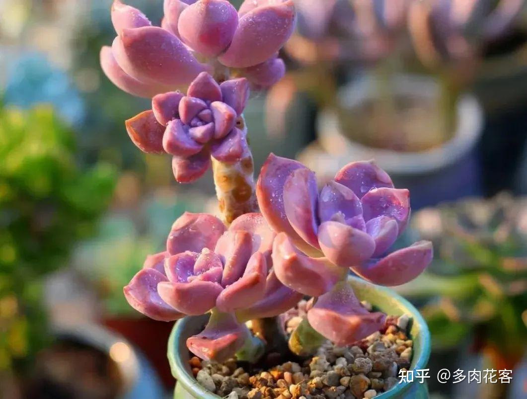 养多肉10多年，总结出9个易出“高价老桩”的品种，适合新手！ - 知乎