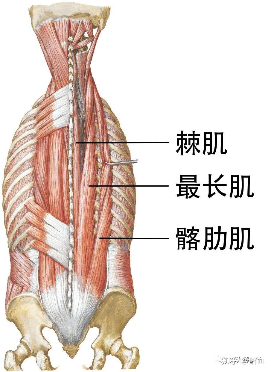 竖脊肌能使脊柱保持直立状态,又可以进一步细分为髂肋肌,最长肌以及