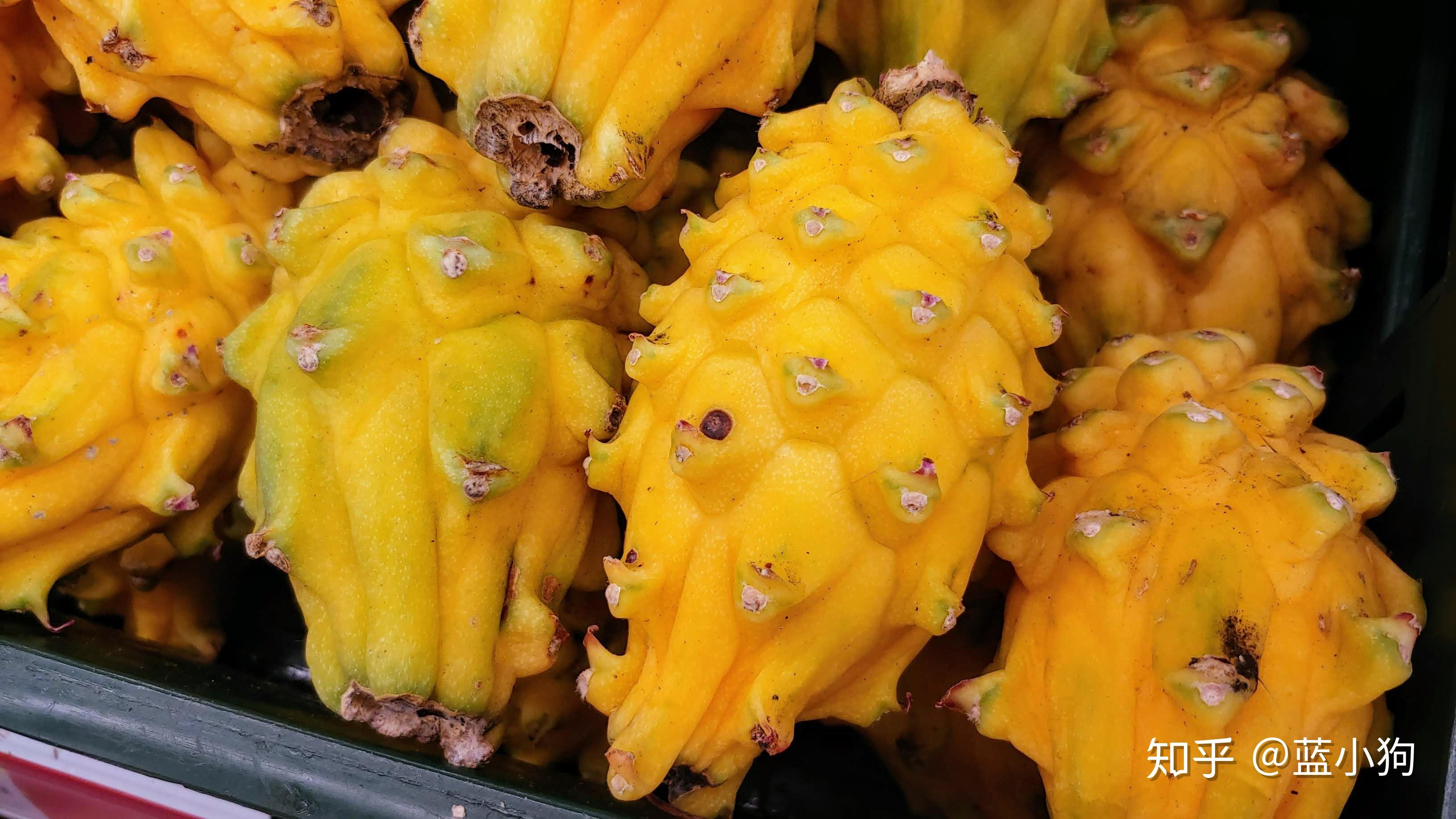 介绍/评测：墨西哥那些奇特的水果们 - 知乎