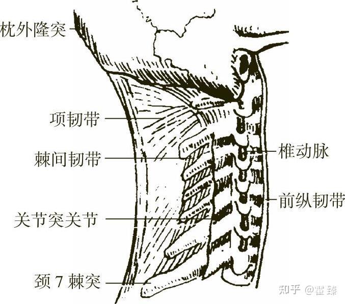 颈椎韧带 颈部韧带主要有棘上韧带和棘间韧带,棘上韧带起于下项线