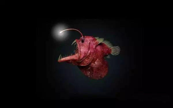 大家快来看,这条鱼头上长了一个灯笼 - 知乎