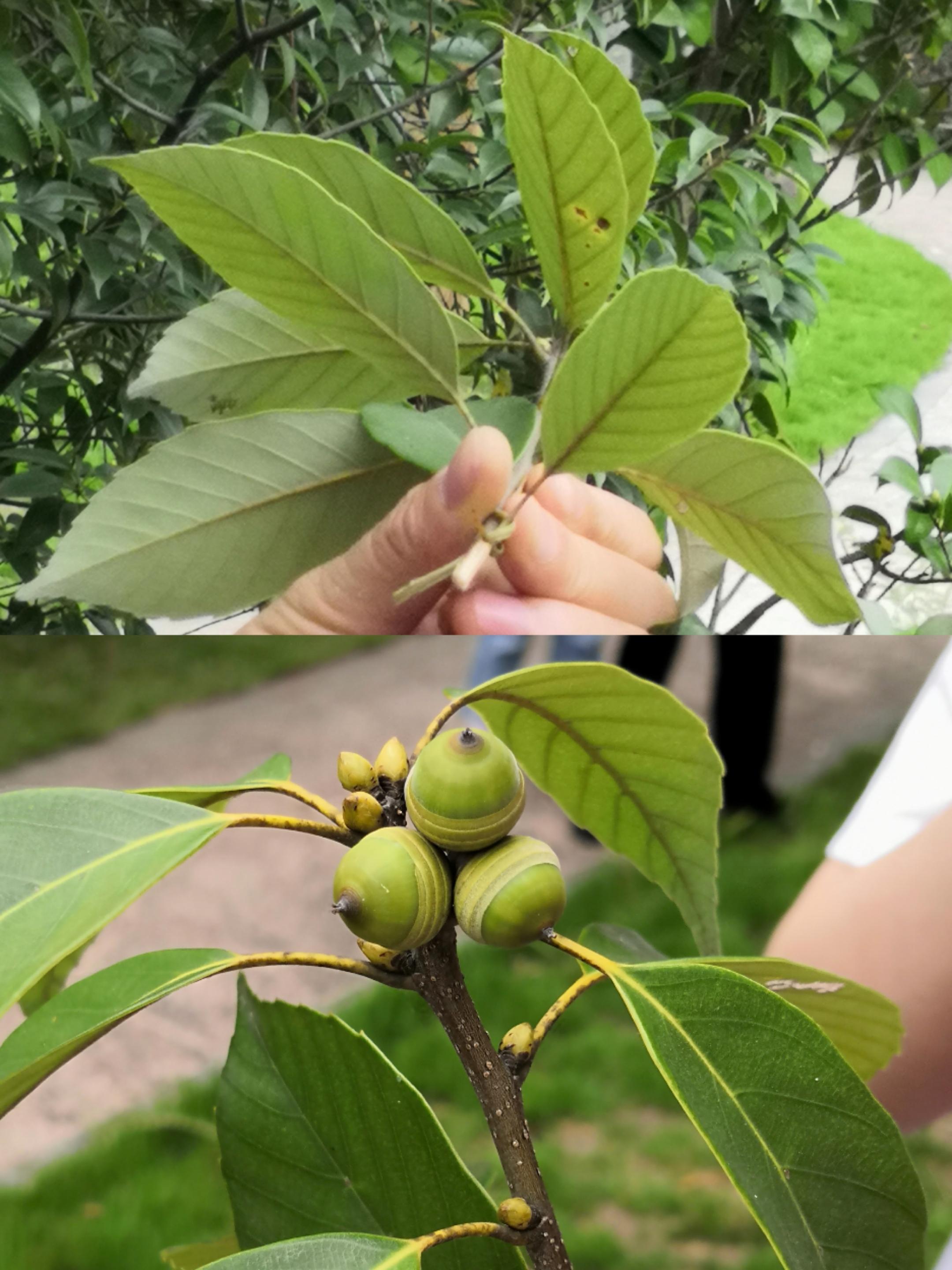 8.青冈壳斗科7.海滨木槿有皮孔,花四瓣裂,两粒雄蕊6.桂叶对生5.