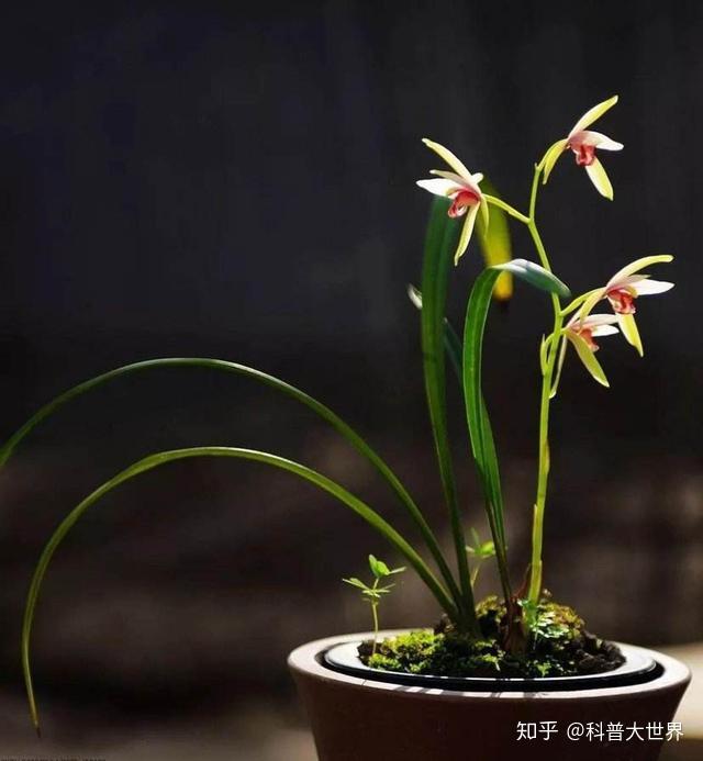 一种新兰花在秦岭山区首次发现开两色花朵已命名巴山山兰