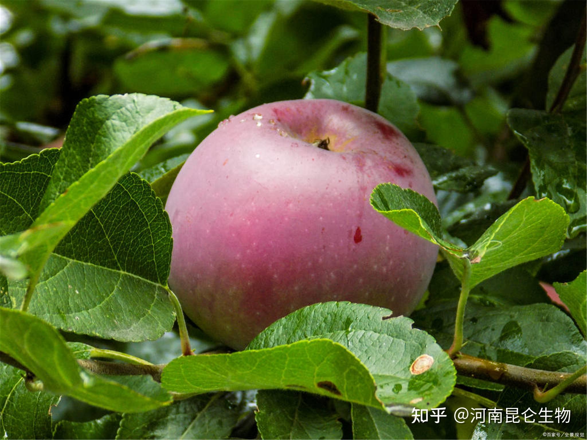 蘋果保花保果衝施什麼肥料好蘋果保花保果用什麼複合肥