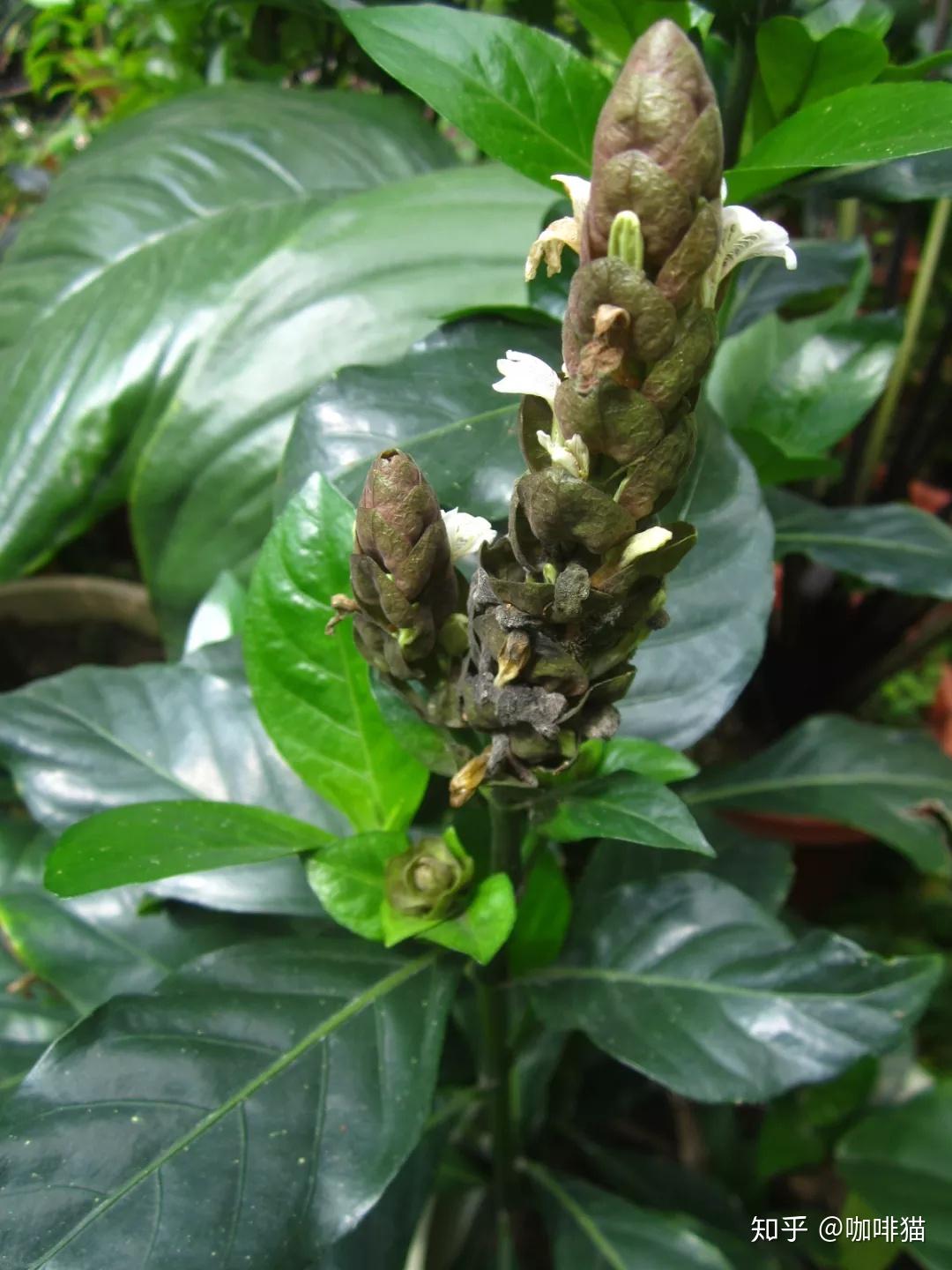 大驳骨,又称大还魂,龙头草,黑叶接骨草,大接骨,鸭仔花接骨木.