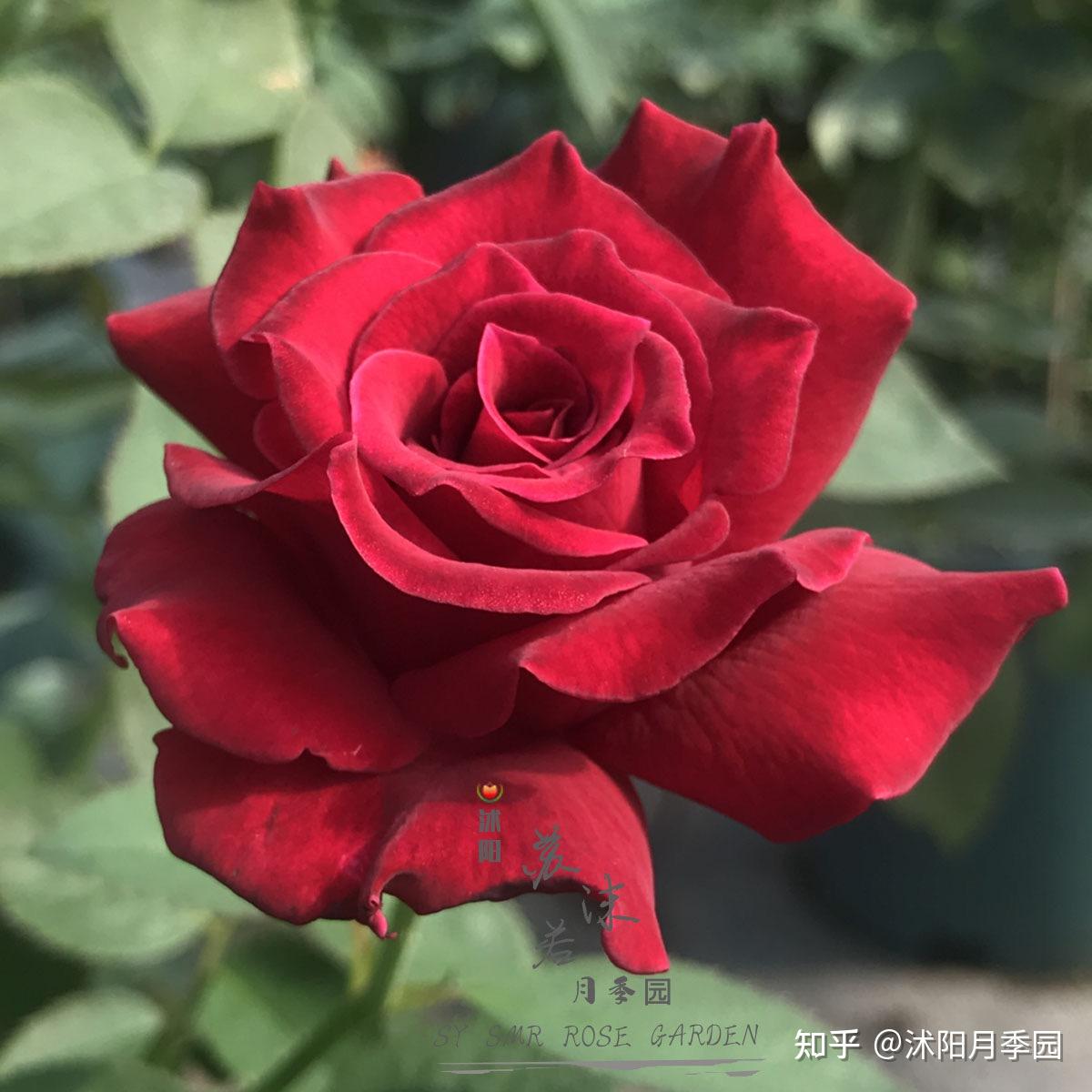 苏沫若精品月季红丘天家胭脂