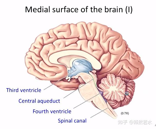 【脑科学知识】学习笔记 - 知乎