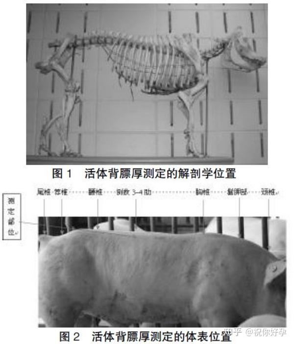 猪活体背膘厚、眼肌面积(B超)测定方法的研究 - 知乎
